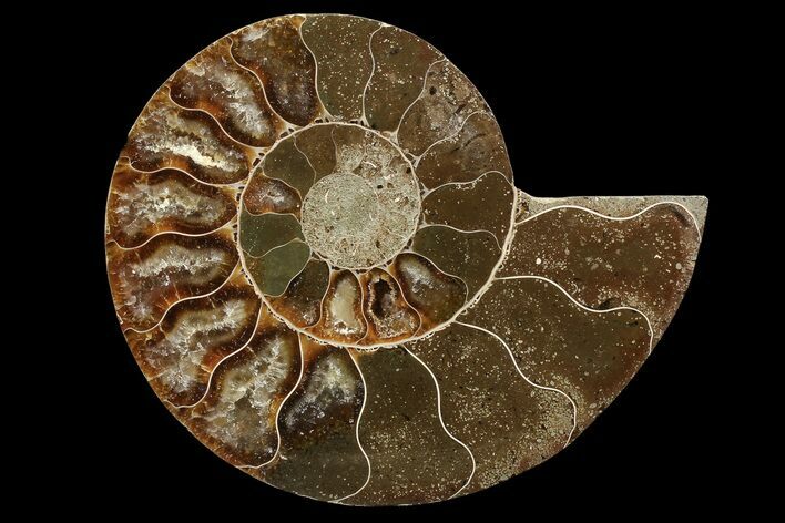 Agatized Ammonite Fossil (Half) - Madagascar #85213